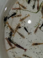 Caridina mix